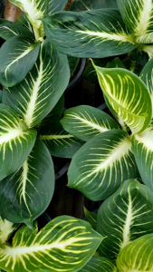 ต้นบารมีเศรษฐี ใบกลม. ไม้มงคล ส่งพร้อมกระถางดำ ฟอร์มน่ารัก สวย เหมาะสำหรับเสริมบารมี