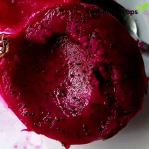 Dragon Fruit Stem Cutting & Binhi Pantanim: A 4\" Fruit Plant Starter Kit