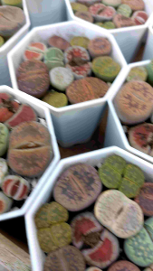 ไลทอป (Lithops) ไม้อวบน้ำรูปทรงคล้านก้อนหิน สีสวยสดใสน่ารักๆ คละแบบในกระถาง ขนาดประมาณ 3 นิ้ว