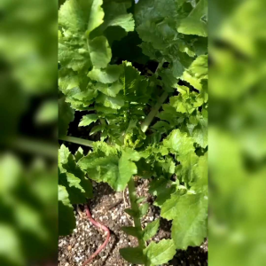 BENIH LOBAK PUTIH BULAT IMPORT (KEMASAN ORIGINAL)