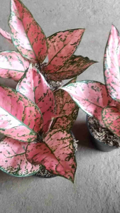 LAGI DISKON bunga aglonema lady valentine