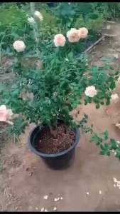 กุหลาบเลื้อย-มาโซระ Tree Rose Masora (กระถาง 12 นิ้ว)  สีส้มแอปปริคอท ทรงด้วย หอมแรง