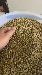 Green Bean Robusta Kawi Grade1
