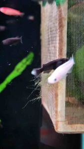 Orichi Black Medaka Rice Fish Freshwater Decorative Nano Fish Planted Tank Aquarium Fish