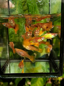 🔥พร้อมส่ง🐟อาหารปลาโปแลนด์ สูตรสำหรับปลาบอลลูน🥰