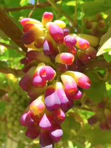 Bibit Anggur Import Waterfall Seedles Grafting Valid Murah Berkualitas