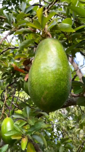Bibit Alpukat Kendil Jumbo 🌱Memiliki Keunggulan Ukuran Jumbo Sebesar Telapak Tangan Orang Dewasa. Alpukat ini cocok ditanam pada daerah dengan ketinggian antara 200 dpl Tinggi pohon alpukat Kendil bisa mencapai 5-6 mete
