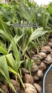 Bibit Kelapa Wulung 🌱Memiliki Tampilan Yang Hampir Sama Dengan Jenis Kelapa Biasa namun ketika kita memotong sedikit serabutnya di bagian pangkalnya kecantikannya akan langsung terlihat.  Kelapa Wulung juga juga memiliki segudang kandungan nutrisi