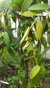 Bibit Vanili Oryginal Batang Besar Daun Subur - Bibit Vanili Unggul Siap Tanam (20-30cm)