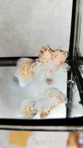 ปิกาจูตา💎🔥พร้อมส่ง🐟อาหารปลาโปแลนด์ สูตรสำหรับปลาบอลลูน🥰