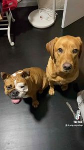 *POP.POP SG Local Stock* Petio Japan Rubber Squeaky Squishy Dog Toys - Super Durable for small but strong chewers