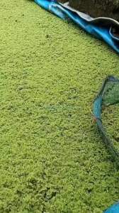 Bibit azolla microphylla murah kualitas terjamin