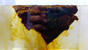 daun Ketapang permentasi kualitas terbaik