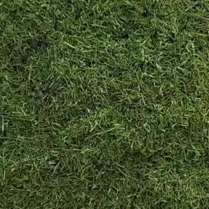 Dried Dill DRIED HERB100% organic DILL شبتTIAR/PREMIUM QUALITY IMPORTED FROM IRANشوید خشک