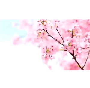 JAPAN SAKURA SKINCARE SET. HIGH QUALITY SKINCARE. ORGANIC FACIAL WHITENING AND ANTI-AGING
