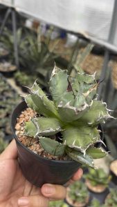 Agave titanota no.1 compact ไม้ในกระถาง 4นิ้ว อากาเว่เลี้ยงง่าย ทนแดด ทนฝน 100% โตไว ลูกดก