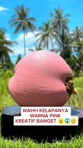 BIBIT TANAMAN KELAPA PINK🌴Keunikan Kulit Kelapa ini Jarang Yang Orang Punya Memiliki Pohon Berbuah Pendek.Anda Wajib Memiliki  Pohon Sudah SiapTanam Akar Sudah Kuat .Silakan Diorder Pemesanan Bisa COD