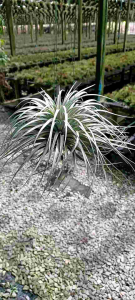 ไม้แขวนรากอากาศพร้อมแขวน Tillandsia houston