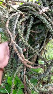 Brotowali batrawali segar bugar 150 gram siap kirim