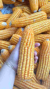 Bibit jagung hibrida bagus berkualitas per 1 kg
