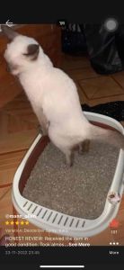 Washable and Reusable Cat Litter Sand: 15kg Per Sack