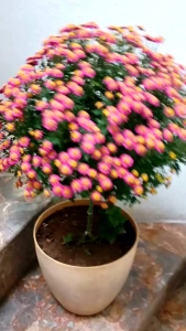 Cúc mặt trời hồng sống lâu năm