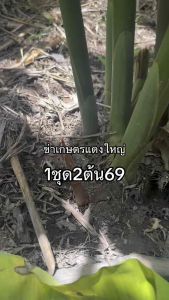 ข่าเกษตรแดงใหญ่ 1ชุด2ต้น