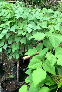 (KEMASAN PREMIUM) BIJI/BENIH TANAMAN BUNCIS HIJAU