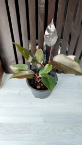 ฟิโลเดนดรอนพิ้งปริ้นเซส Pink Princess เจ้าหญิงชมพูใบสีสวย สีชมพู เทา แดง ใบสวยโดดเด่นด่างสวยงาม ร้านจัดส่งพร้อมกระถาง 6นิ้ว