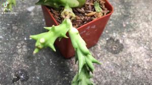 เก๋งจีน ด่าง คละสี คละดอก ดอกเหลือง Stapelia ดอกลาย orbea ssp. frerea stapelianthus Edithcolea ต้นเก๋งจีน huernia เก๋ง verekeri กระบองเพชร