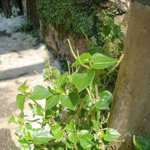 Ketupang air atau sirih cina 500 gram