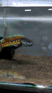 Pelet Katak Giling JuraganFish Aquatic Katak Murni Katak Sawah Pakan Channa Auranti