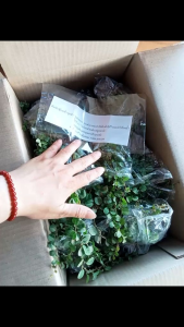 ต้นพันธุ์ใบต่างเหรียญ