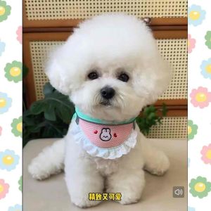 [READY STOCK] Pet Harness Leash Dog Cat Harness Leash Collar Rope | Tali Kuching Berjalan | 宠物牵引绳 猫狗绳 猫狗胸背绳 遛猫狗