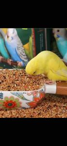 R & M Budgerigar & Finch Food 908g Omega 3 Burung Love Bird Food For Small To Medium Love Bird R&M