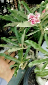 ชวนชมดอกชมพู ชวนชมดอกซ้อน เศรษฐีมีโชค ส่งถอดกระถางล้างราก