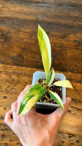 Philodendron Caramel Marble Variegated โทนด่างเหลือง ด่างแล้วไม่ต้องลุ้น อนุบาลจนแข็งแรงมากกว่า 3 เดือน