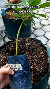 Planterbag Hitam uk 253035455075100200 liter super tebal awet