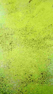 Bèo Cám Thủy Sinh 100g 10k