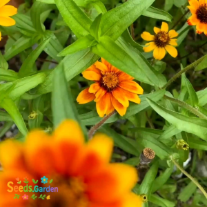 10 BUTIR BIJI/BENIH BUNGA ZINNIA PERSIAN CARPET MIX ( Tahan di cuaca panas )