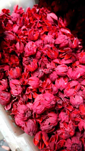 Kelopak Rosella 500 gr - aneka kelopak Rosella - Rosella hijau - kelopak merah - Rosella kuning - bahan kerajinan