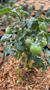 Bibit Tanaman Tomat Ceri Hidup Asli Cherry