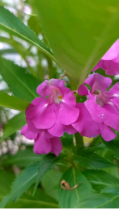 kamantigi balsam flower seeds binhi pantanim