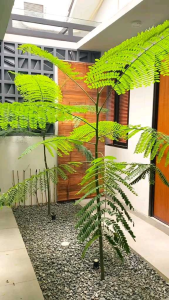 BIJI / BENIH PAKIS BRAZIL SOLOBIUM PARAHIBA