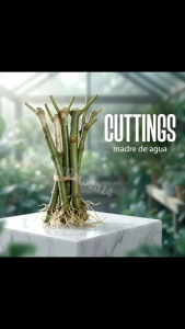 Madre De Agua Cuttings Rooted & Rooted w/ Leaves