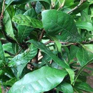 Bibit Pohon Miracle | Magic Fruit | Buah Ajaib