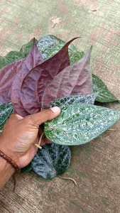 Daun Sirih Hitam Original 25 Lembar siap kirim seluruh Indonesia