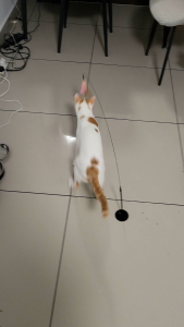[吸盤逗猫棒] Suction cat teaser stick self-entertainment cat toy