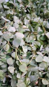 daun semanggi
