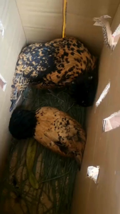 ไข่เชื่อไก่โปแลนด์ Poland Chicken Eggs สำหรับนำไปฟัก คละสี ราคาชุด 3 ฟองแถมฟรี1ฟอง